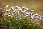 IPHEION UNIFLORUM