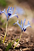 IRIS RETICULATA