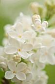 SYRINGA