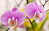 PHALAENOPSIS CULTIVAR