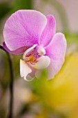 PHALAENOPSIS CULTIVAR