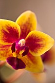 PHALAENOPSIS CULTIVAR