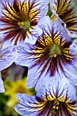 SALPIGLOSSIS SINUATA