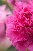 PAEONIA LACTIFLORA