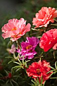 PORTULACA GRANDIFLORA