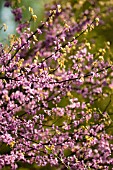 CERCIS CANADENSIS