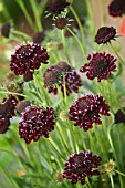 SCABIOSA ATROPURPUREA CHILE BLACK