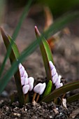 SCILLA BIFOLIA ROSEA