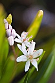 SCILLA BIFOLIA ROSEA