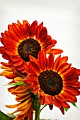 HELIANTHUS ON PLAIN BACKGROUND