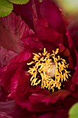 PAEONIA SUFFRUTICOSA