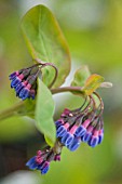 MERTENSIA VIRGINICA