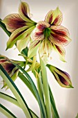 HIPPEASTRUM PAPILLO