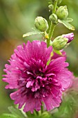 ALCEA ROSEA QUEENY PURPLE