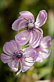 ANEMONE CORONARIA