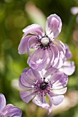 ANEMONE CORONARIA
