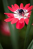 ANEMONE CORONARIA
