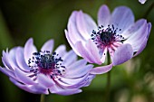 ANEMONE CORONARIA