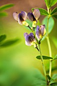 BAPTISIA TWILITE PRAIRIEBLUES