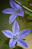 CAMPANULA POSCHARSKYANA