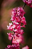 CERCIS CANADENSIS