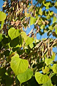 CERCIS CANADENSIS SEEDHEADS