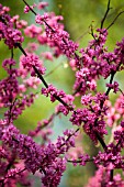 CERCIS CANADENSIS