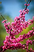 CERCIS CANADENSIS