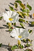 IPOMOEA IMPERATI