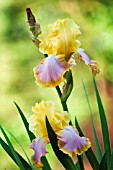 IRIS GERMANICA ENCHANTED ONE