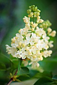 SYRINGA VULGARIS PRIMROSE