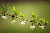 LONICERA FRAGRANTISSIMA