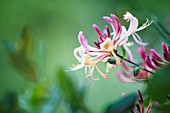 LONICERA PERICLYMENUM