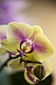 PHALAENOPSIS JIAHO KITTY FACE RAINBOW