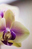 PHALAENOPSIS JIAHO KITTY FACE RAINBOW