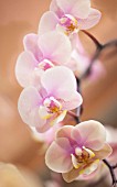 PHALAENOPSIS NOBBYS AMY