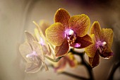 PHALAENOPSIS SOGO LAWRENCE