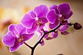 PHALAENOPSIS ORIENTAL STAR