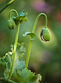 PAPAVER SOMNIFERUM