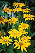 RUDBECKIA HIRTA IRISH EYES