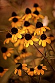 RUDBECKIA TRILOBA