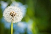 TARAXACUM OFFICINALE