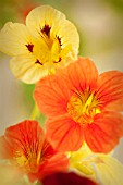 TROPAEOLUM MAJUS