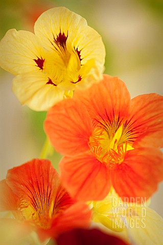 TROPAEOLUM_MAJUS