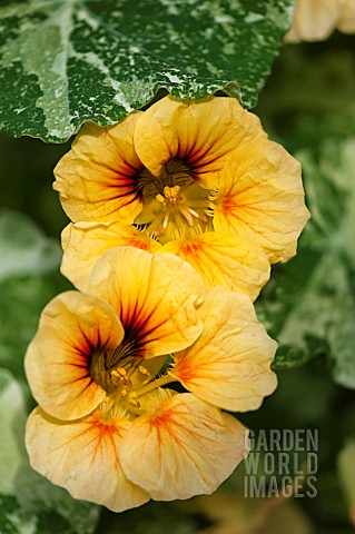 TROPAEOLUM_MAJUS_ALASKA_SALMON_ORANGE