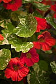 TROPAEOLUM MAJUS ALASKA VARIEGATED SCARLET