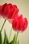 RED TULIPS