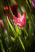 RED TULIP ON STEM AMONGST LEAVES IN SUNLIGHT