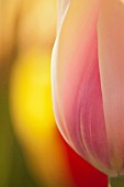 TULIPA BLUSHING LADY