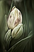 TULIPA, MONOCHROME IMAGE OF FLOWERS STARTING TO OPEN